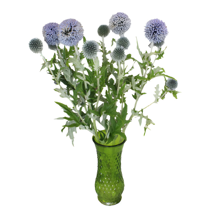 Lavender Blue Globe Thistle Flowers