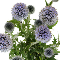 Lavender Blue Globe Thistle Flowers
