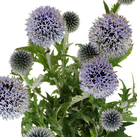 Lavender Blue Globe Thistle Flowers