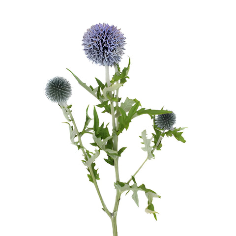 Lavender Blue Globe Thistle Flowers