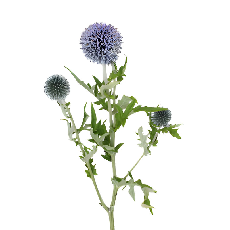 Lavender Blue Globe Thistle Flowers