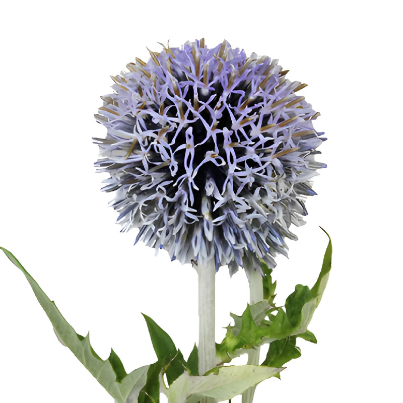 Lavender Blue Globe Thistle Flowers