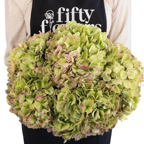 Giant Hydrangea Light Antique Flower Apron - Image