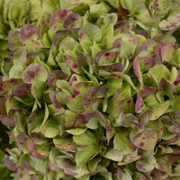 Giant Hydrangea Light Antique Flower Close Up - Image