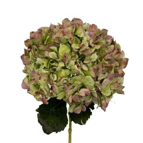 Giant Hydrangea Light Antique Flower Stem - Image