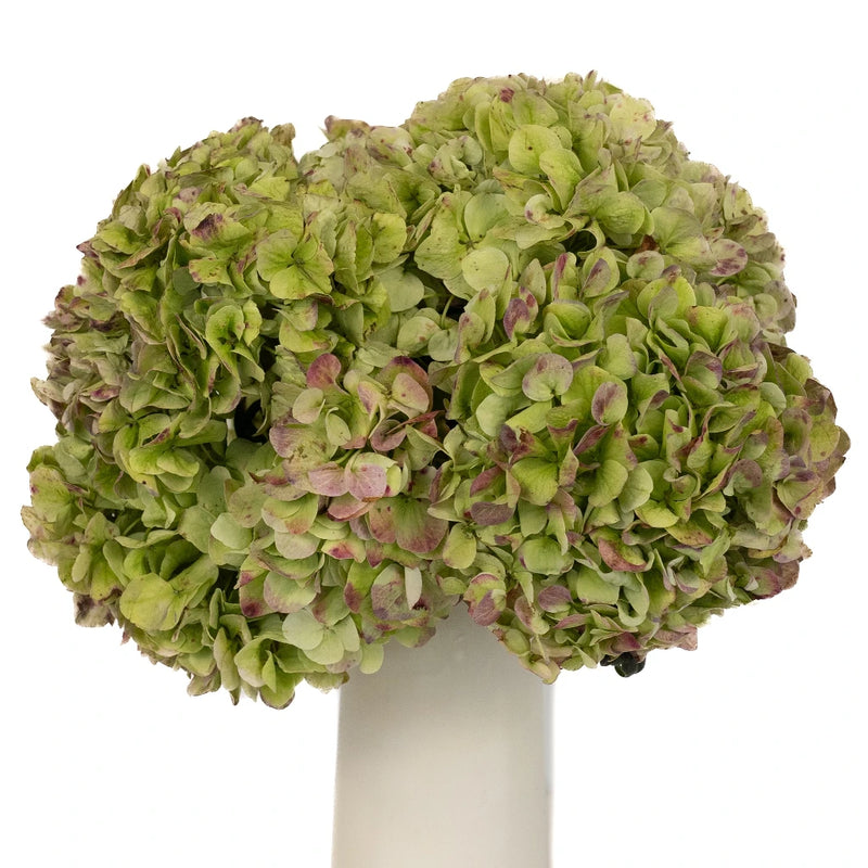 Giant Hydrangea Light Antique Flower Vase - Image