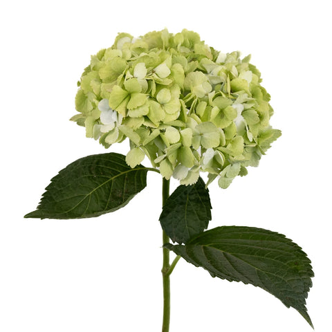 Giant Pale Green Hydrangea Flower Stem - Image