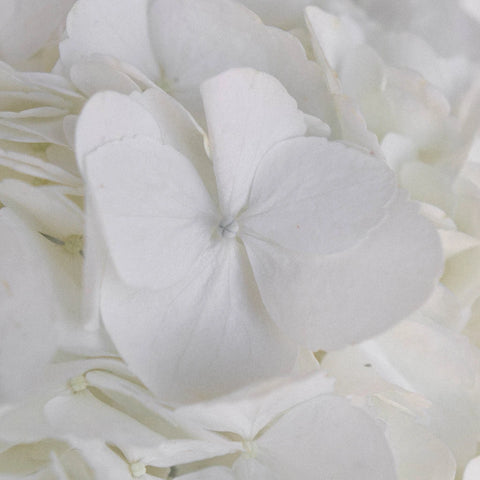 Giant Pure White Hydrangea Flower Close Up - Image