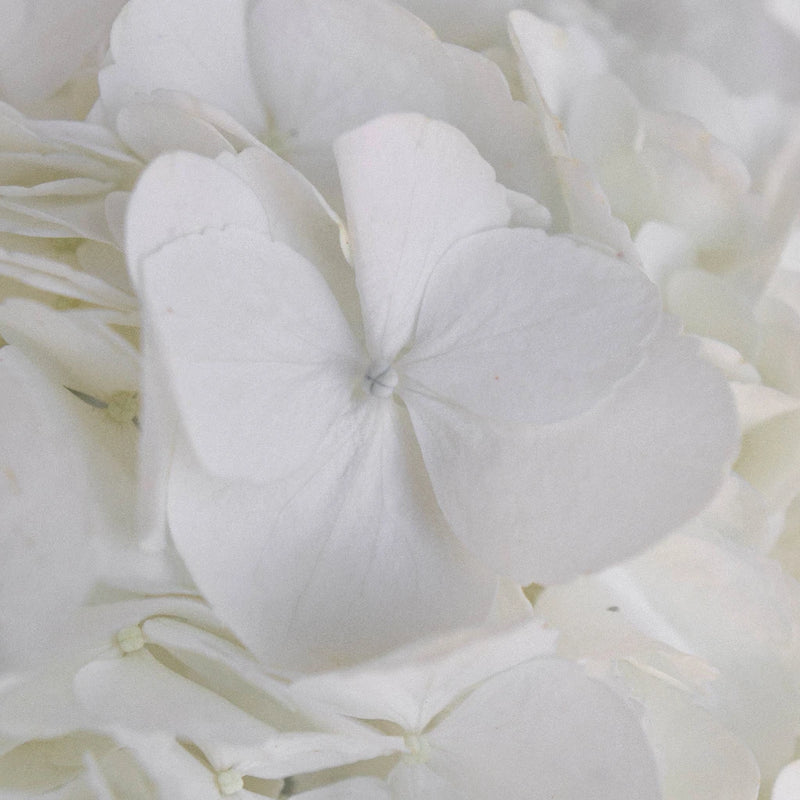 Giant Pure White Hydrangea Flower Close Up - Image