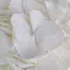 Giant Pure White Hydrangea Flower