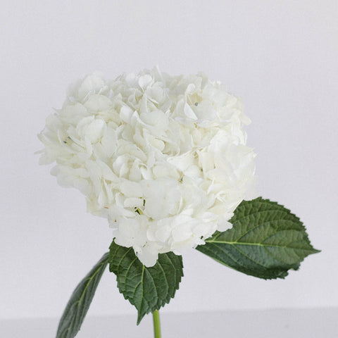 Giant Pure White Hydrangea Flower Stem - Image