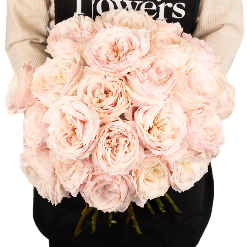 Wholesale garden roses in FiftyFlowers