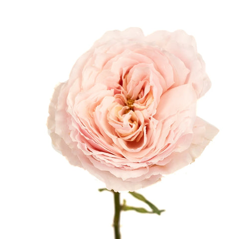 Ginger Cream Garden Rose Stem - Image