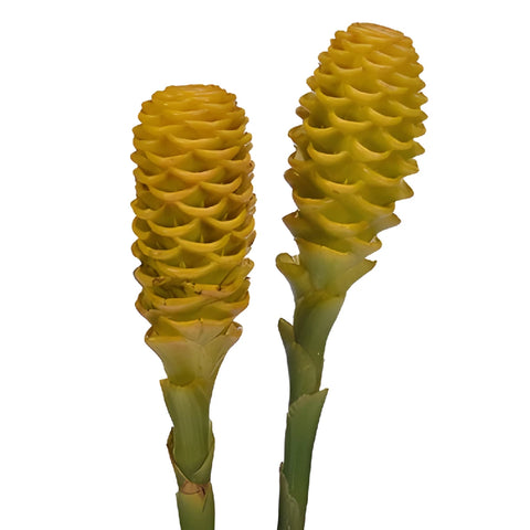 Yellow Shampoo Ginger