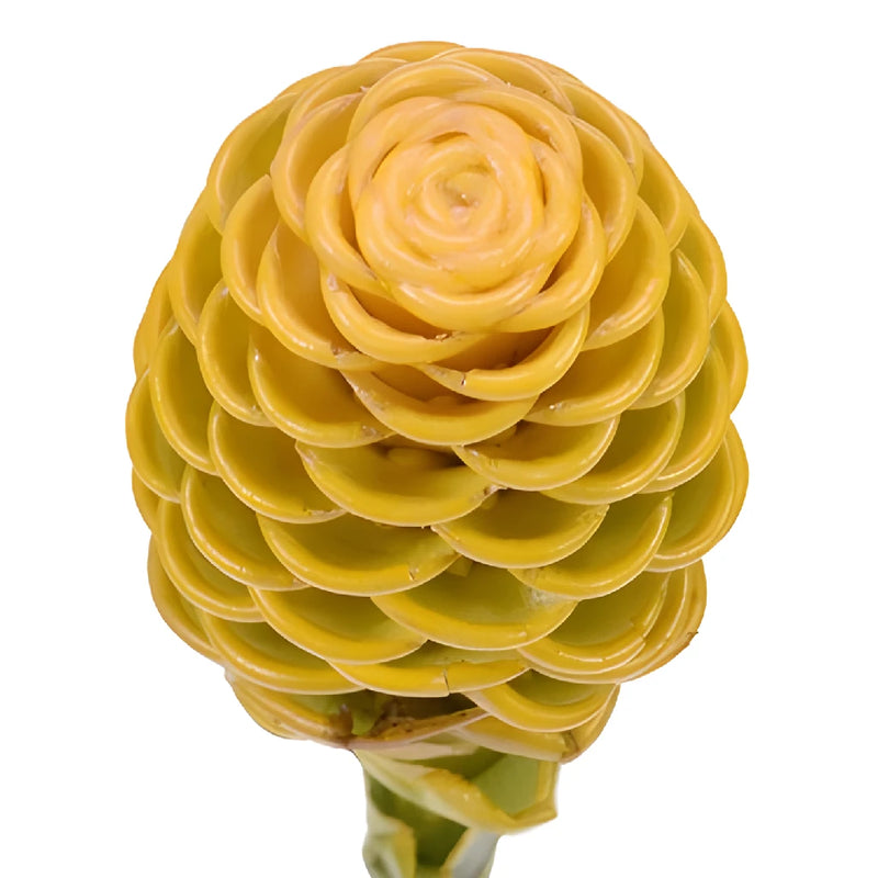 Yellow Shampoo Ginger