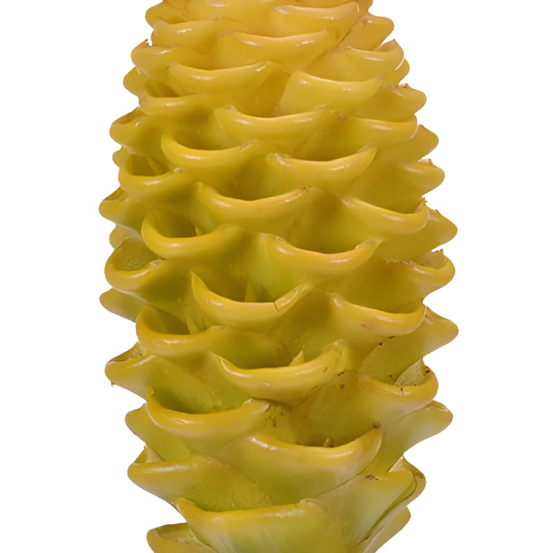 Yellow Shampoo Ginger