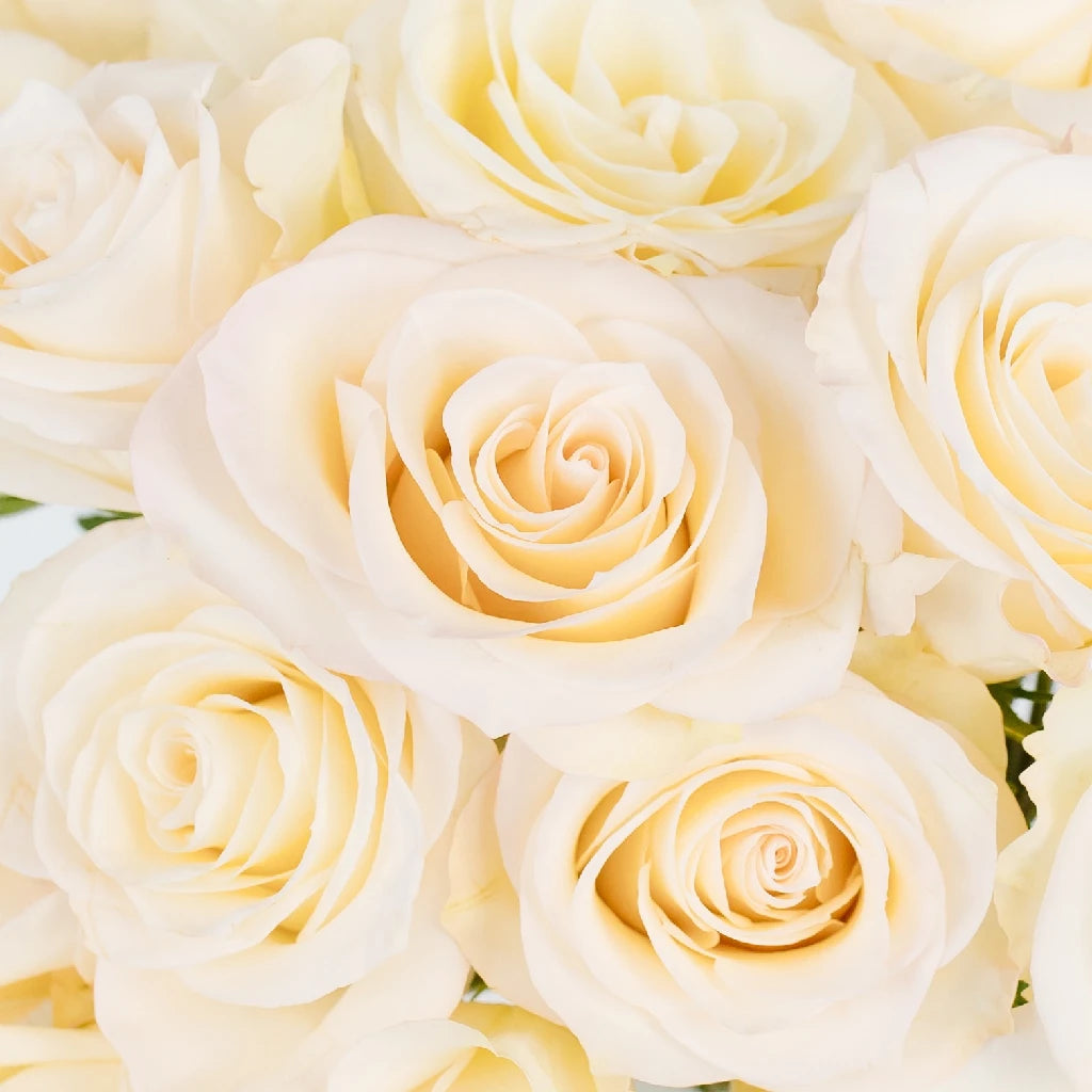 Buy Wholesale Creamy Ivory Pearl Roses in Bulk - FiftyFlowers