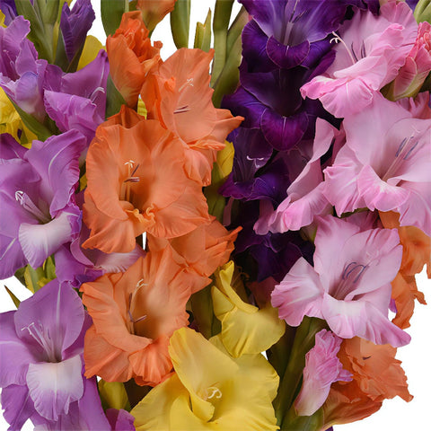 Assorted Color Gladiolus Flower Mix