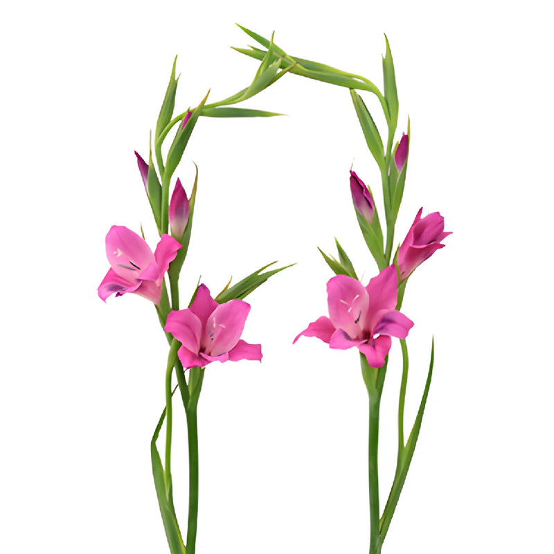 Pink Splash Mini Gladiolus Flowers