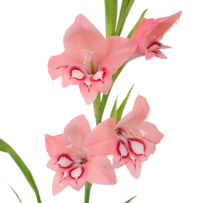 Light Pink Flame Mini Gladiolus Flowers