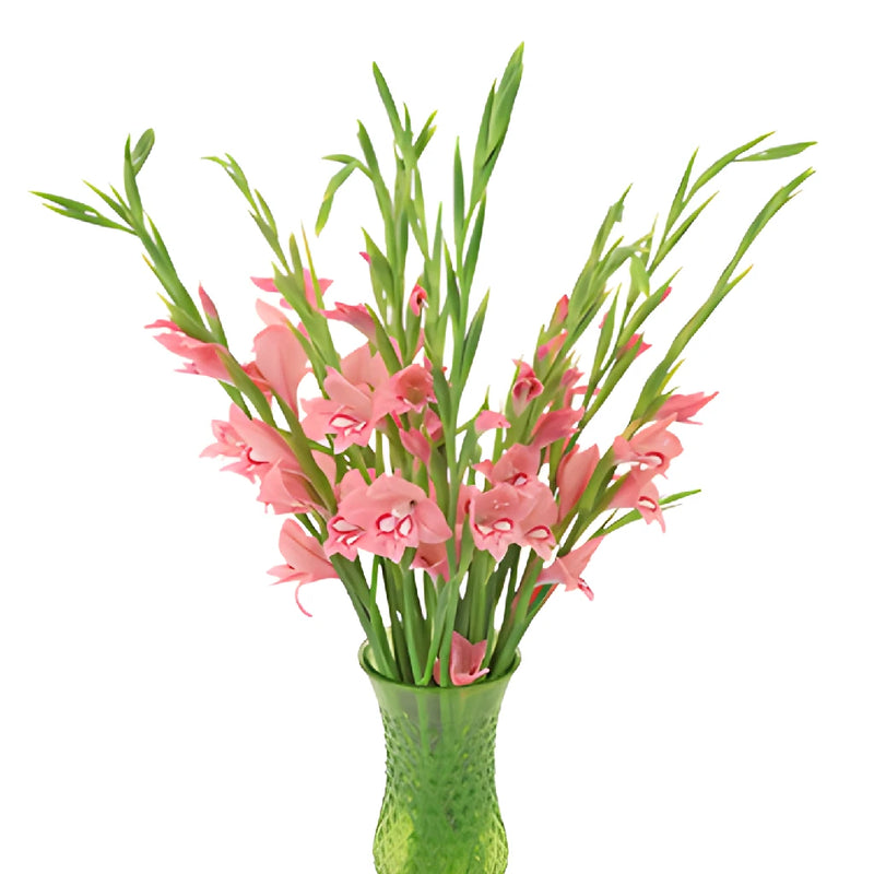 Light Pink Flame Mini Gladiolus Flowers