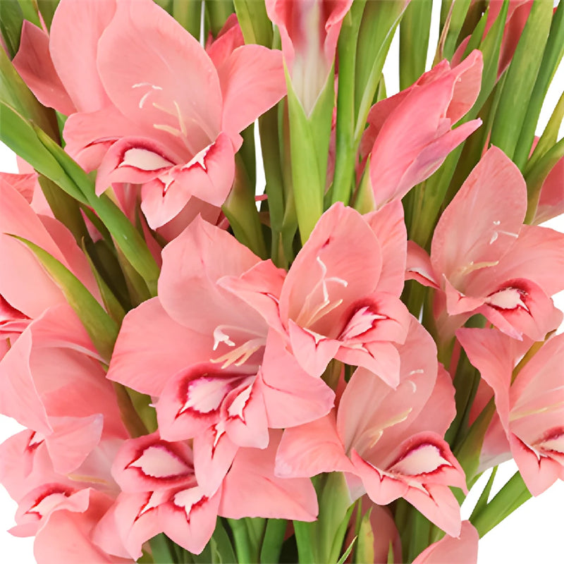 Light Pink Flame Mini Gladiolus Flowers
