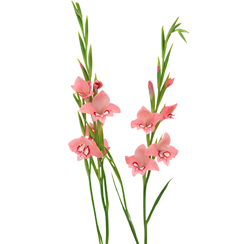 Light Pink Flame Mini Gladiolus Flowers