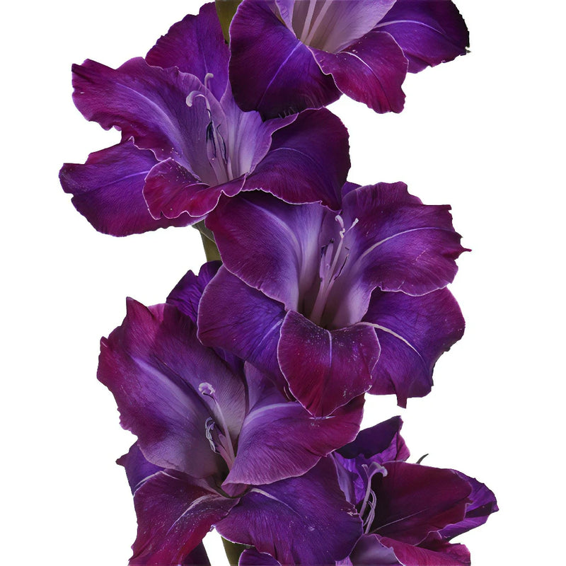 Deep Purple Gladiolus Flowers