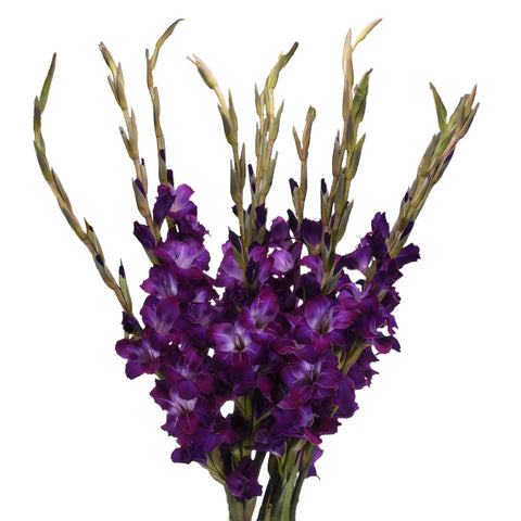 Deep Purple Gladiolus Flowers