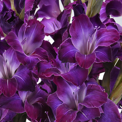 Deep Purple Gladiolus Flowers