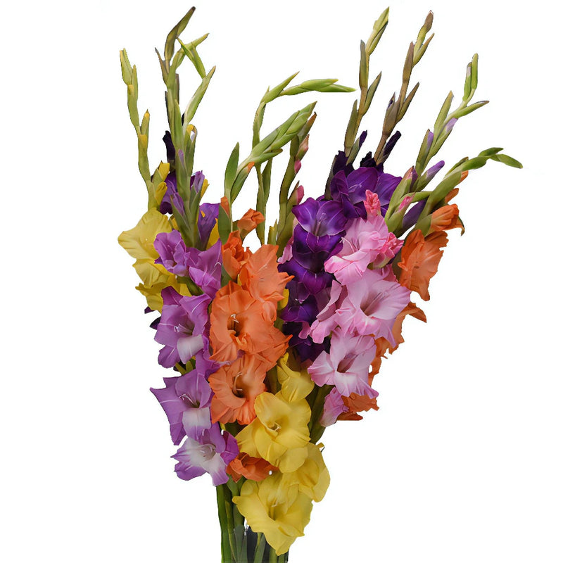 Assorted Color Gladiolus Flower Mix