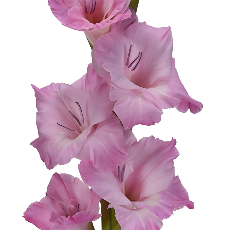 Pink Lavender Gladiolus Flowers