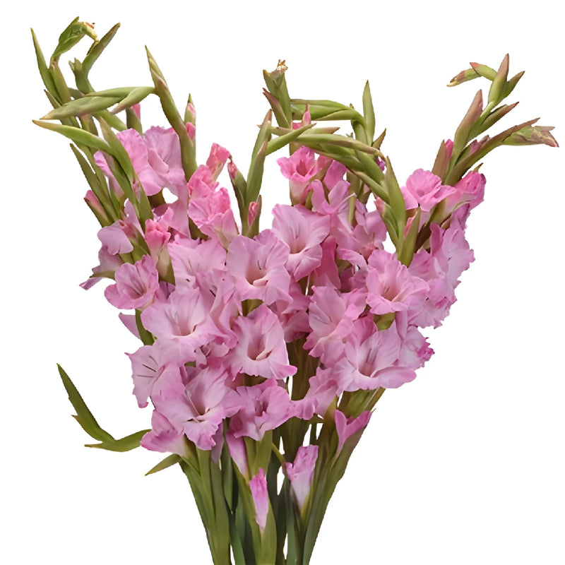 Wholesale Gladiolus Flowers for Mom