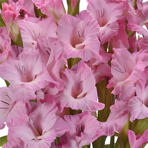 Pink Lavender Gladiolus Flowers