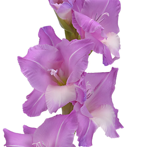 Light Purple Lavender Gladiolus Flowers