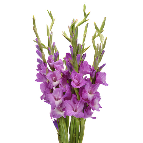 Light Purple Lavender Gladiolus Flowers