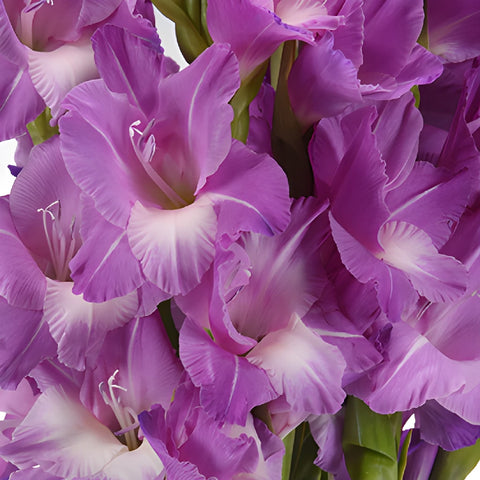 Light Purple Lavender Gladiolus Flowers