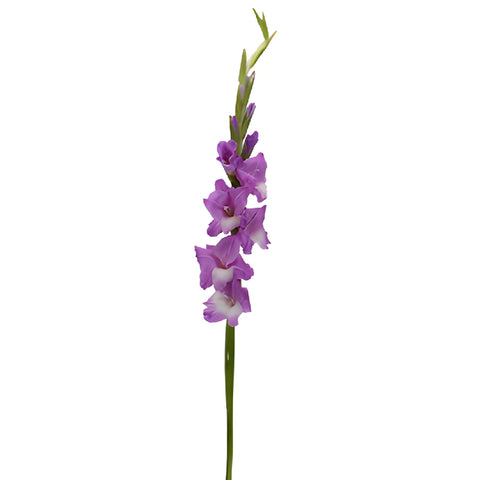 Light Purple Lavender Gladiolus Flowers