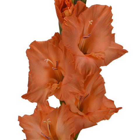 Orange Peach Gladiolus Flowers