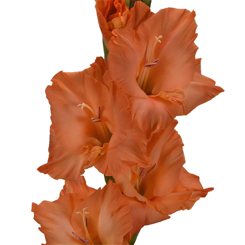 Orange Peach Gladiolus Flowers
