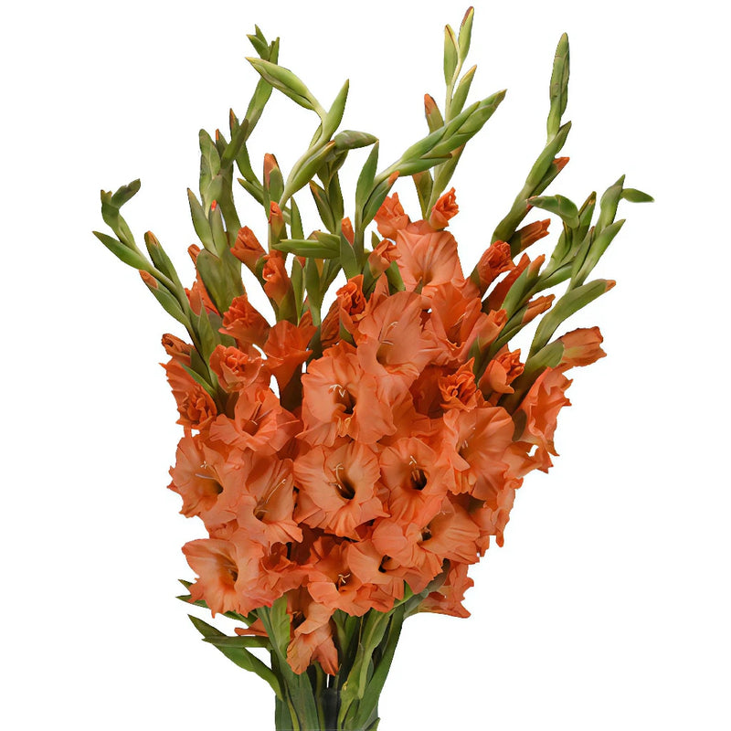 Orange Peach Gladiolus Flowers