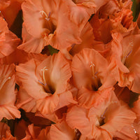 Orange Peach Gladiolus Flowers