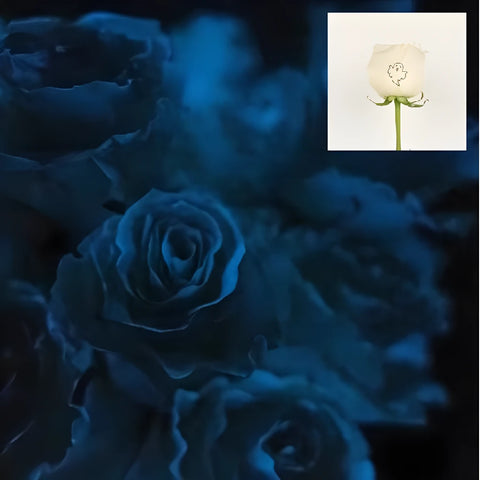 Glow In The Dark Ghost White Rose - Image