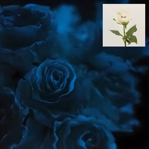 Glow In The Dark Halloween Boo! Rose - Image