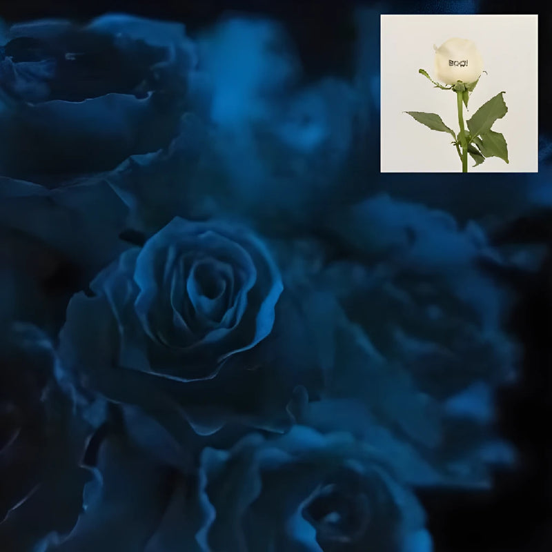 Glow In The Dark Halloween Boo! Rose - Image