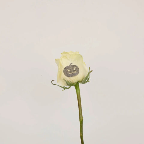 Glow In The Dark Jack O Lantern Roses Stem - Image