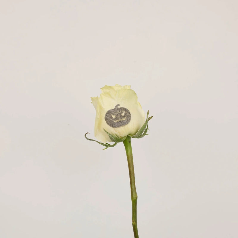 Glow In The Dark Jack O Lantern Roses Stem - Image