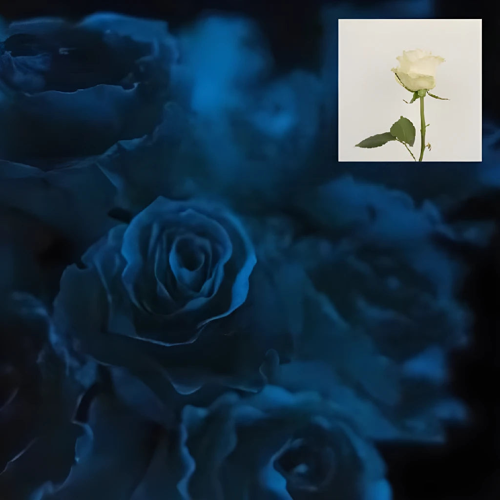 Glow In The Dark Roses | Wholesale DIY Roses | FiftyFlowers