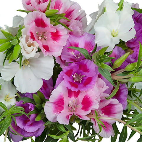 Assorted Color Godetia Flowers