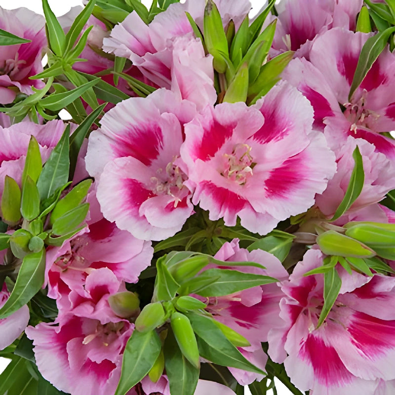 Pink Bicolor Godetia Flowers
